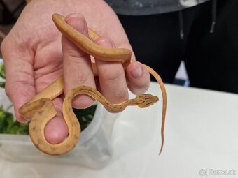 Corallus Hortulanus - 6