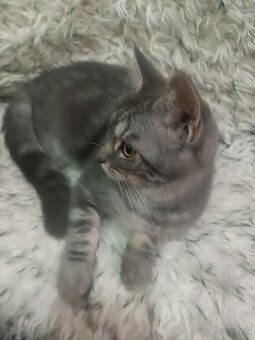 Britske maciatka - 6