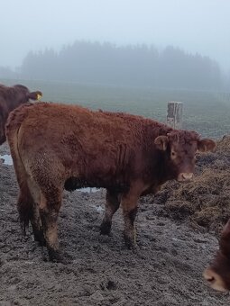 Jalovice Limousine - 6