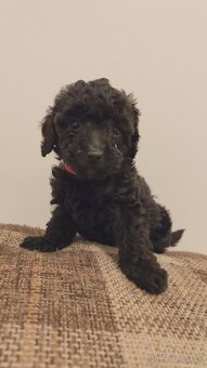 Pudel trpasličí - 6