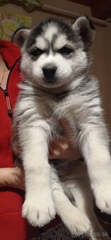 šteniatka Sibírsky Husky - 6