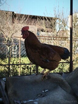 Predám mladé kohúty - SÚRNE - 6