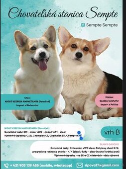 Welsh corgi pembroke s PP - 6