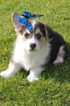 Welsh corgi pembroke s PP - 6