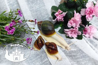 Africké slimáky Archachatina rhodostome / Achatina Snails - 6