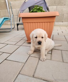 Labrador retriever - šteniatka s PP - 6