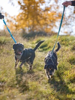 Darujem malú strapatú sučku Ariel - mix jazvečík, bradáč - 6