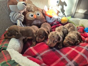 Jazvečik trpasliči - 6