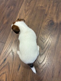 Jack Russel Terrier - JRT - 6