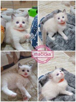 Ragdoll mačiatká - 6