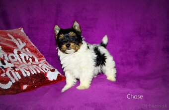 Biewer-yorkshirsky teriér s pp - 6