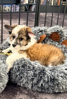 ÚŽASNÉ šteniatka - Čínsky chocholatý pes - labutienky - 6