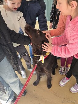 Flat coated retriever Vrh "A" - 6