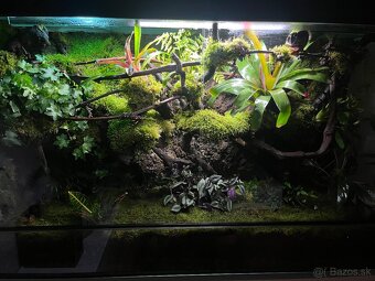 Terarium - 6