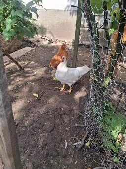 Kohút leghorn hempsir - 6