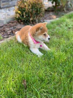 Shiba inu - 6