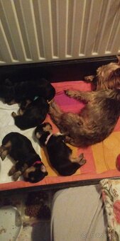 Predám krásnu sučku Yorkshire teriér - 6