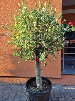 Predám olivovníky - 6