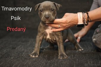 Predám šteniatka americkeho stafforda - 6