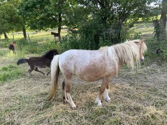 Shetland mini, minihorse a mini pony - 6
