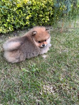 Špic Pomeranian psík - 6
