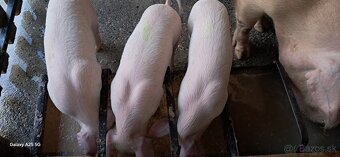 Predám odstavčatá - 6