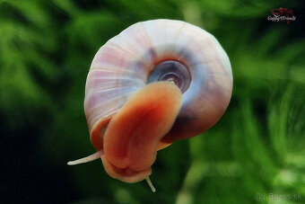 Corydoras, Panciernicek, Prisavnik, Malawi, Kotulky - 6