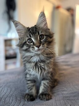 Maine Coon mačiatko - 6