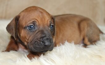 Rodézsky ridgeback - 6