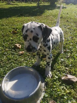 Dalmatinci šteniatka - 6