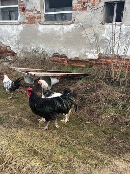 Predám kohútikov - 6