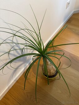 Beaucarnea- Slonia noha - 6