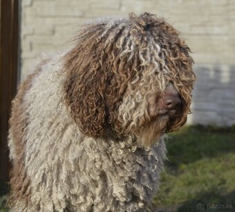 Španielsky vodný pes - Perro De Agua Español - s PP - 6