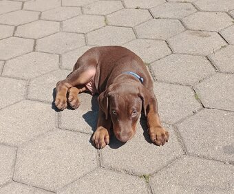 Predám šteniatka Dobermana - 6