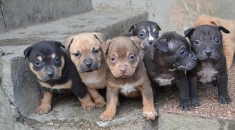 American bully pocket / sharpei - 6