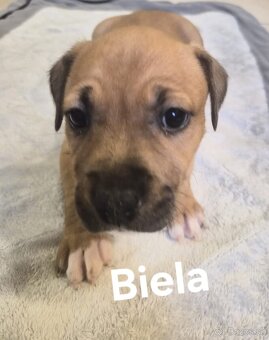 Americký stafordšírsky teriér - 6