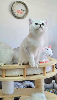 Škótske mačiatka s PP/F.TICA 1 - 6