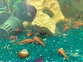 Predám red prisavniky - 6