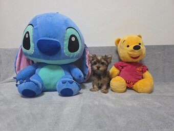 Yorkshirsky terier, York, biewer - 6