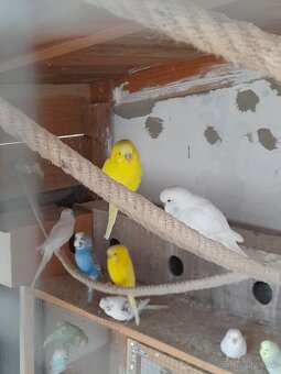 Predam korely a andulky - 6