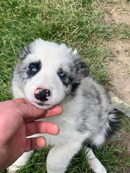Border kólia blue merle - 6