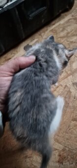 Darujem mačiatka - 6