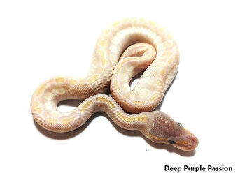 Python regius na Akvatera Košice 2.11. - 6