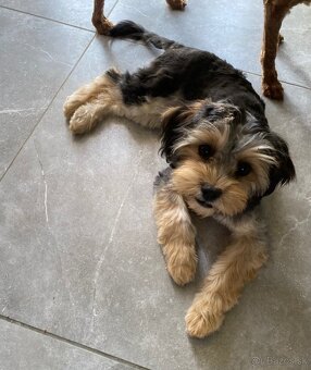 Maltipoo girl - 6