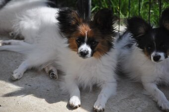 Papillon s PP - 6