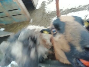 predam registrovaný chov kôz a poroviec - 6