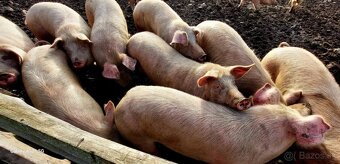 tohtoročné prasce - 6