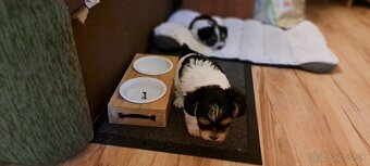 Yorkshire terier biewer mini - 6