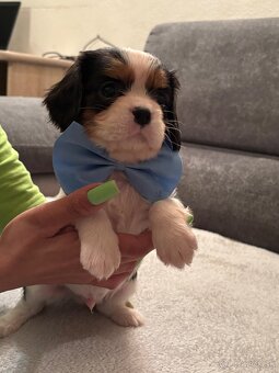Cavalier King Charles Španiel - 6