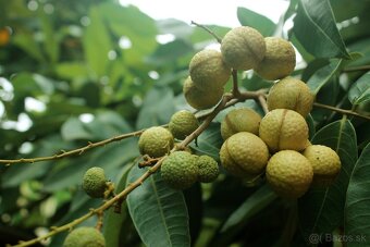 Longan-Dimocarpus longan Champoo - 6